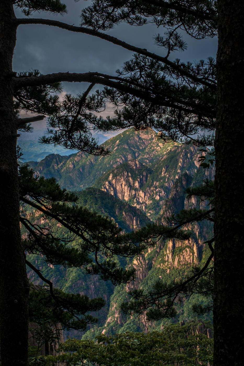 A misty ridge framed between pine branches
